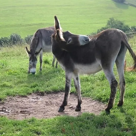 In Reinskopf With Fireplace Chalet *