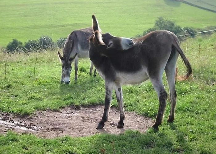 In Reinskopf With Fireplace Chalet *