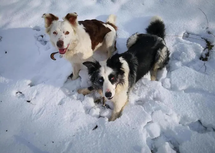 In Reinskopf With Fireplace Chalet *